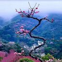 peach tree wallpaper  screen for extension Chrome web store in OffiDocs Chromium