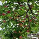 peach tree with fruit wallpaper  screen for extension Chrome web store in OffiDocs Chromium