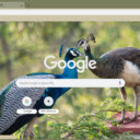 Peacock  screen for extension Chrome web store in OffiDocs Chromium