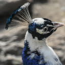 Peacock and blue and white feathers  screen for extension Chrome web store in OffiDocs Chromium