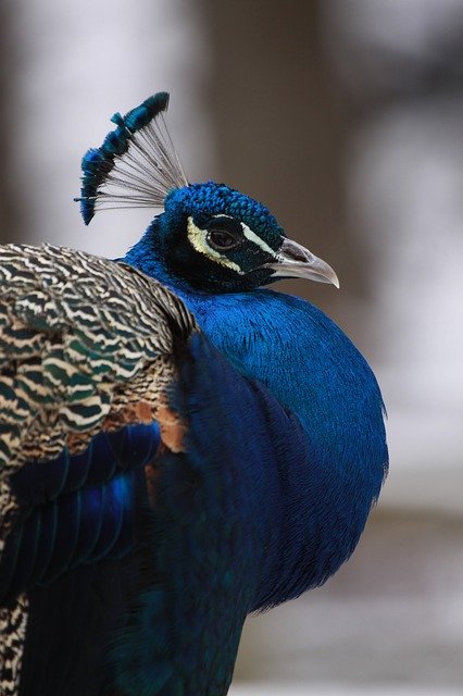 Bezpłatne pobieranie Peacock Animal Bird - darmowe zdjęcie lub obraz do edycji za pomocą internetowego edytora obrazów GIMP