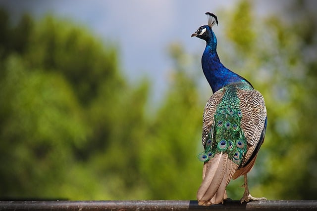 Free download peacock bird animal nature fauna free picture to be edited with GIMP free online image editor