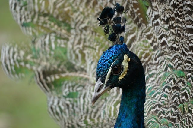 Free download peacock bird animal peafowl free picture to be edited with GIMP free online image editor