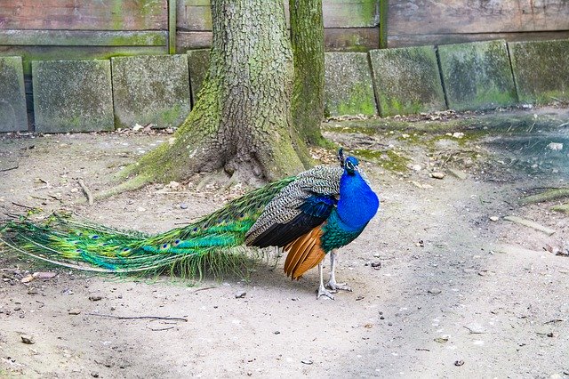 Free download Peacock Bird Barn -  free photo or picture to be edited with GIMP online image editor