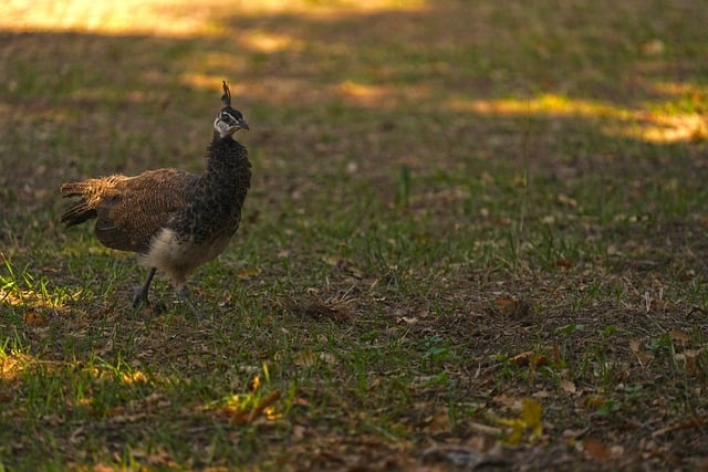 Descargue gratis la imagen gratuita de Peacock Bird Cub Baby Peacock para editar con el editor de imágenes en línea gratuito GIMP