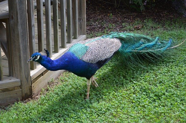 تحميل مجاني Peacock Bird Feather - صورة مجانية أو صورة ليتم تحريرها باستخدام محرر الصور عبر الإنترنت GIMP