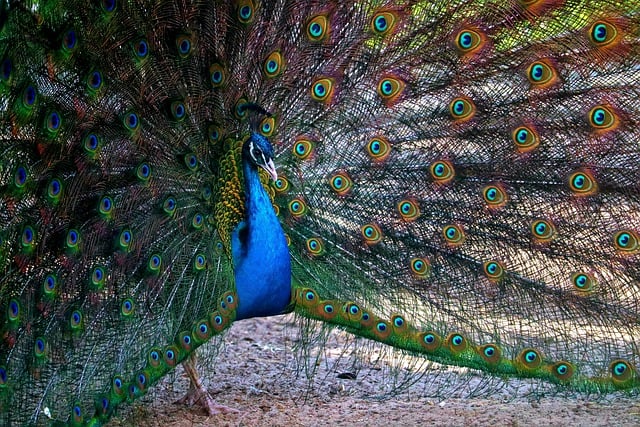 Free download peacock bird feathers blue peacock free picture to be edited with GIMP free online image editor