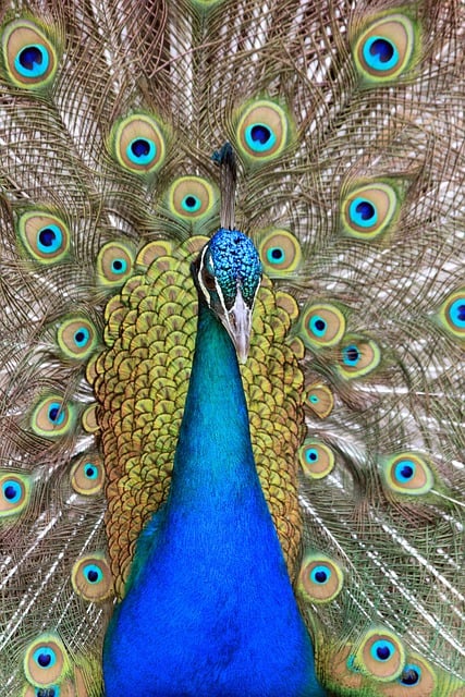 Gratis download pauwvogel landvogels galliform gratis foto om te bewerken met GIMP gratis online afbeeldingseditor