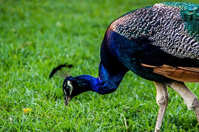 Free download Peacock Bird Nature -  free photo or picture to be edited with GIMP online image editor