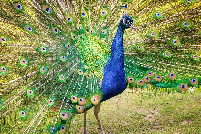 Free download peacock bird nature animal free picture to be edited with GIMP free online image editor