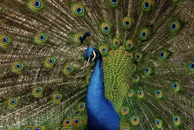 Free download peacock bird peacock feathers free picture to be edited with GIMP free online image editor