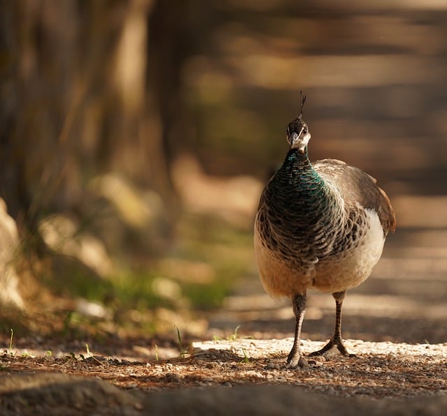 Free download peacock bird plumage brown proudly free picture to be edited with GIMP free online image editor