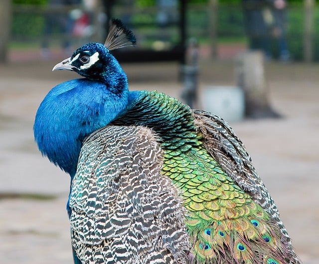 Free download peacock bird plumage feathers free picture to be edited with GIMP free online image editor