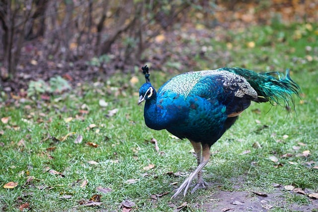 Free download peacock bird plumage nature animal free picture to be edited with GIMP free online image editor