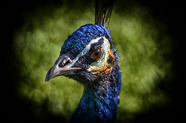 Free download peacock bird poultry feathers beak free picture to be edited with GIMP free online image editor