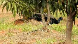 Free download Peacock Birds -  free video to be edited with OpenShot online video editor