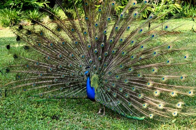 Free download Peacock Bird Wildlife -  free photo or picture to be edited with GIMP online image editor