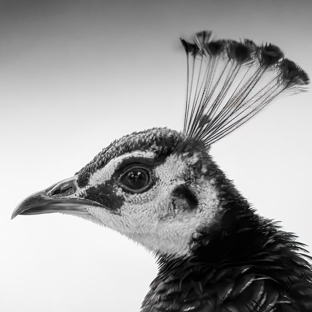 Free download peacock black and white free picture to be edited with GIMP free online image editor