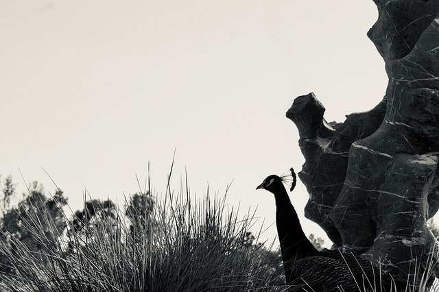 Free download peacock black white bird nature free picture to be edited with GIMP free online image editor