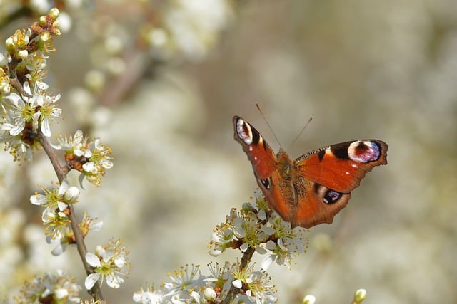 Free download peacock butterfly butterfly blossoms free picture to be edited with GIMP free online image editor