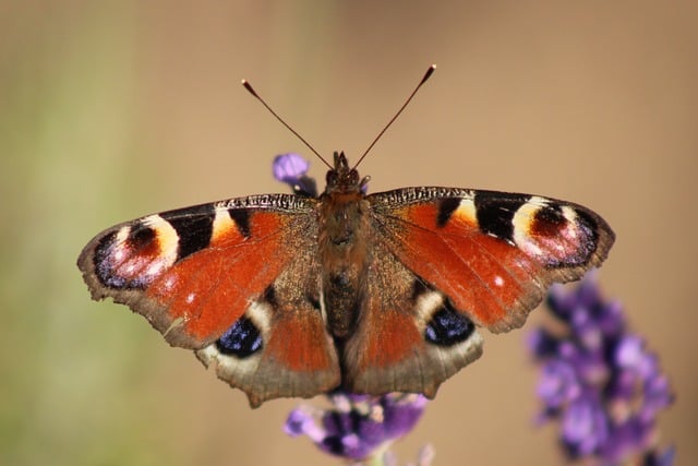 Free download peacock butterfly butterfly nature free picture to be edited with GIMP free online image editor