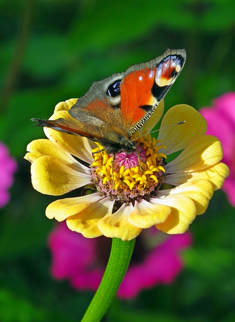 Free download peacock butterfly butterfly zinnia free picture to be edited with GIMP free online image editor