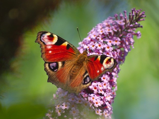 Scarica gratuitamente Peacock Butterfly Flower: foto o immagine gratuita da modificare con l'editor di immagini online GIMP
