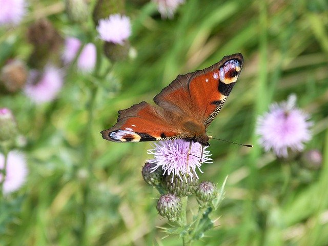 Téléchargement gratuit Peacock Butterfly Insect - photo ou image gratuite à éditer avec l'éditeur d'images en ligne GIMP