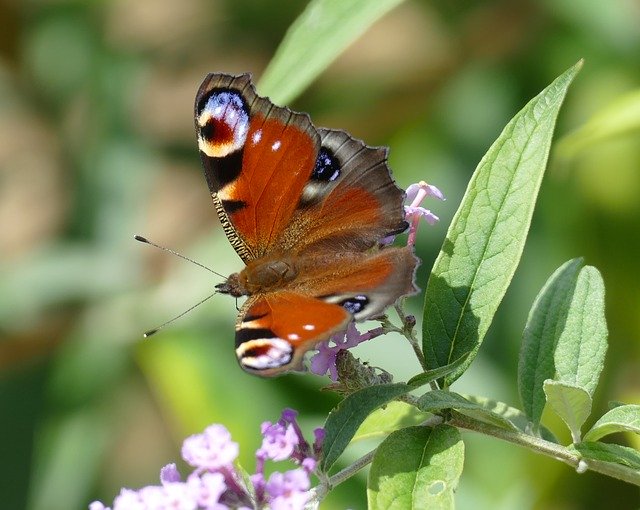 Free download Peacock Butterfly Nature -  free photo or picture to be edited with GIMP online image editor