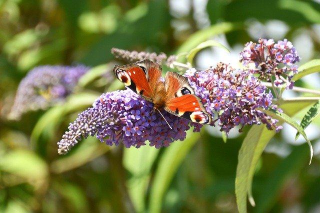 Unduh gratis Peacock Butterfly Summer - foto atau gambar gratis untuk diedit dengan editor gambar online GIMP