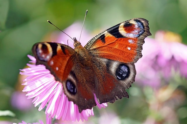 Free download peacock eye butterfly bug eye spots free picture to be edited with GIMP free online image editor
