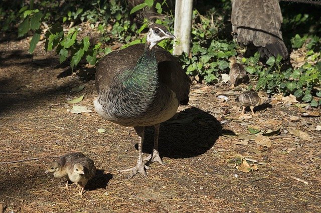 Bezpłatne pobieranie Peacock Fauna Birds - darmowe zdjęcie lub obraz do edycji za pomocą internetowego edytora obrazów GIMP