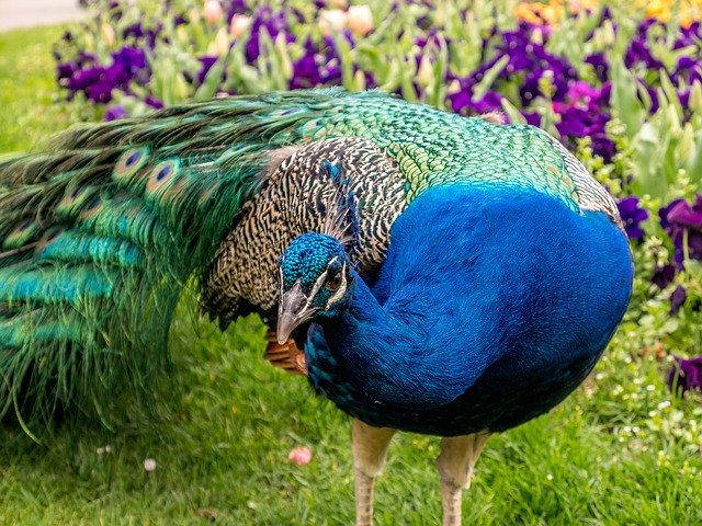 Free download Peacock Feather Animal -  free photo or picture to be edited with GIMP online image editor