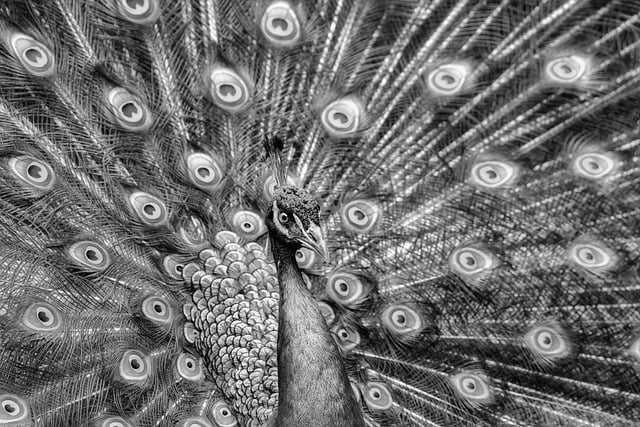 Free download peacock feather bird nature free picture to be edited with GIMP free online image editor