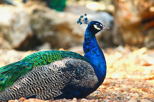 Free download peacock feather green blue avian free picture to be edited with GIMP free online image editor