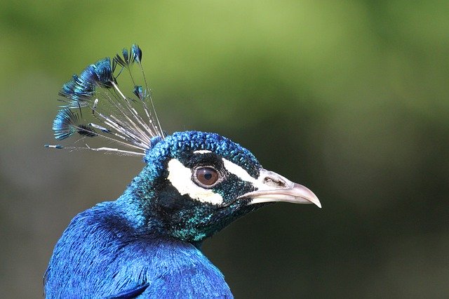 Téléchargement gratuit Peacock Feather Head - photo ou image gratuite à éditer avec l'éditeur d'images en ligne GIMP