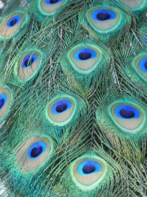 تنزيل مجاني Peacock Feathers - صورة مجانية أو صورة يتم تحريرها باستخدام محرر الصور عبر الإنترنت GIMP