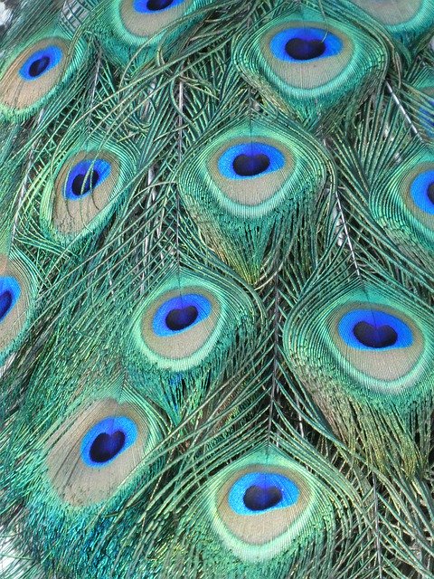 Unduh gratis Peacock Feathers - foto atau gambar gratis untuk diedit dengan editor gambar online GIMP