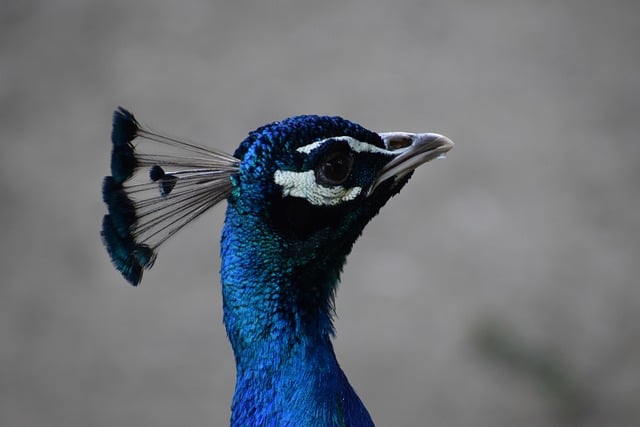Free download peacock feathers bird exotic free picture to be edited with GIMP free online image editor