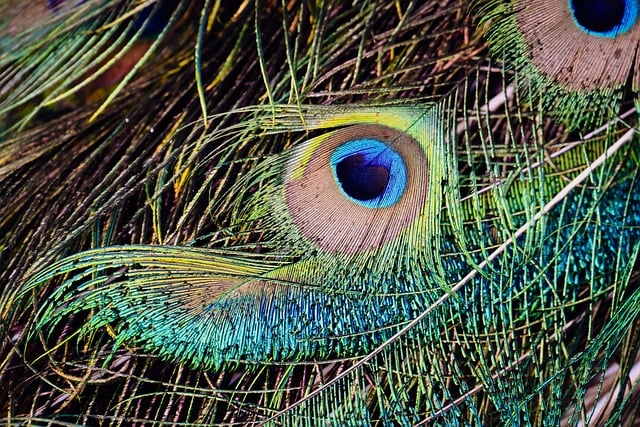 Free download peacock feathers nature plumage free picture to be edited with GIMP free online image editor