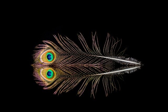 Free download peacock feather texture bird free picture to be edited with GIMP free online image editor