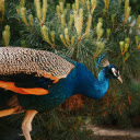 Peacock Green Garden  screen for extension Chrome web store in OffiDocs Chromium