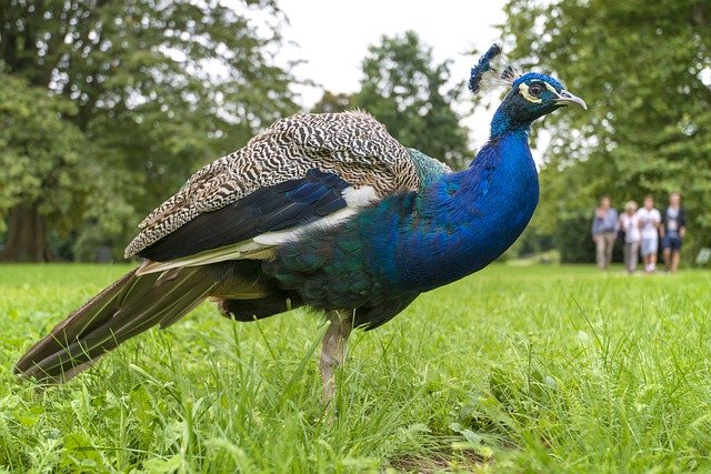 Muat turun percuma Peacock More Perverse Bird - foto atau gambar percuma untuk diedit dengan editor imej dalam talian GIMP