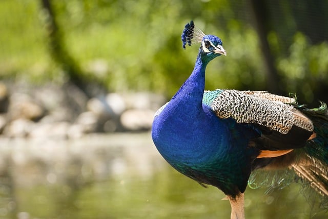 Free download peacock nature bird animal plumage free picture to be edited with GIMP free online image editor