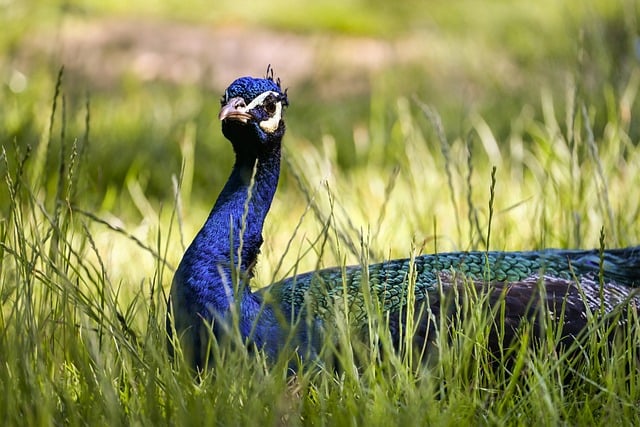 Free download peacock nature feather wildlife free picture to be edited with GIMP free online image editor