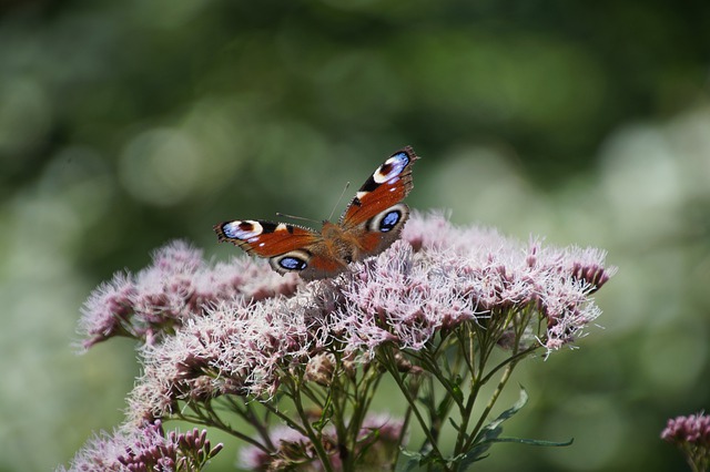 Free download peacock peacock butterfly butterfly free picture to be edited with GIMP free online image editor