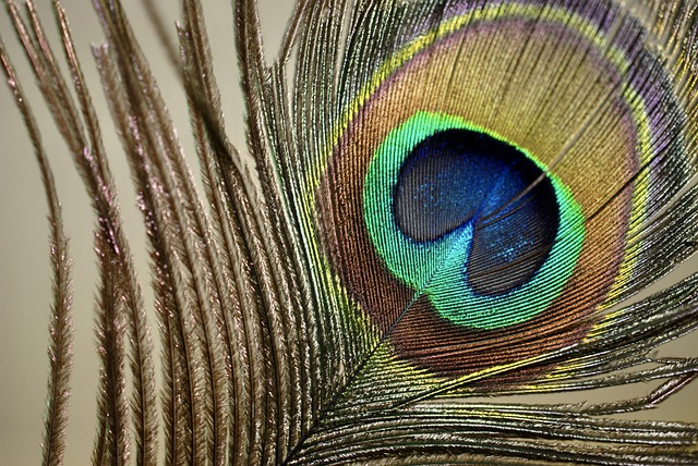 Free download peacock peacock feathers plumage free picture to be edited with GIMP free online image editor