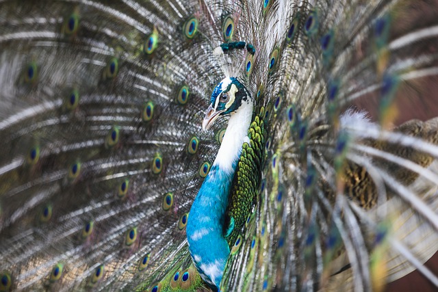 Free download peacock peafowl bird animal free picture to be edited with GIMP free online image editor