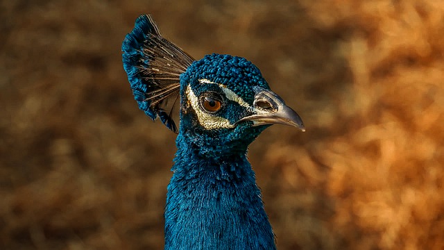 Free download peacock peafowl bird feathers free picture to be edited with GIMP free online image editor