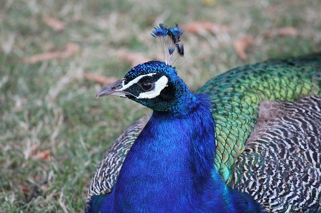 Free download Peacock Pen Colorful -  free free photo or picture to be edited with GIMP online image editor
